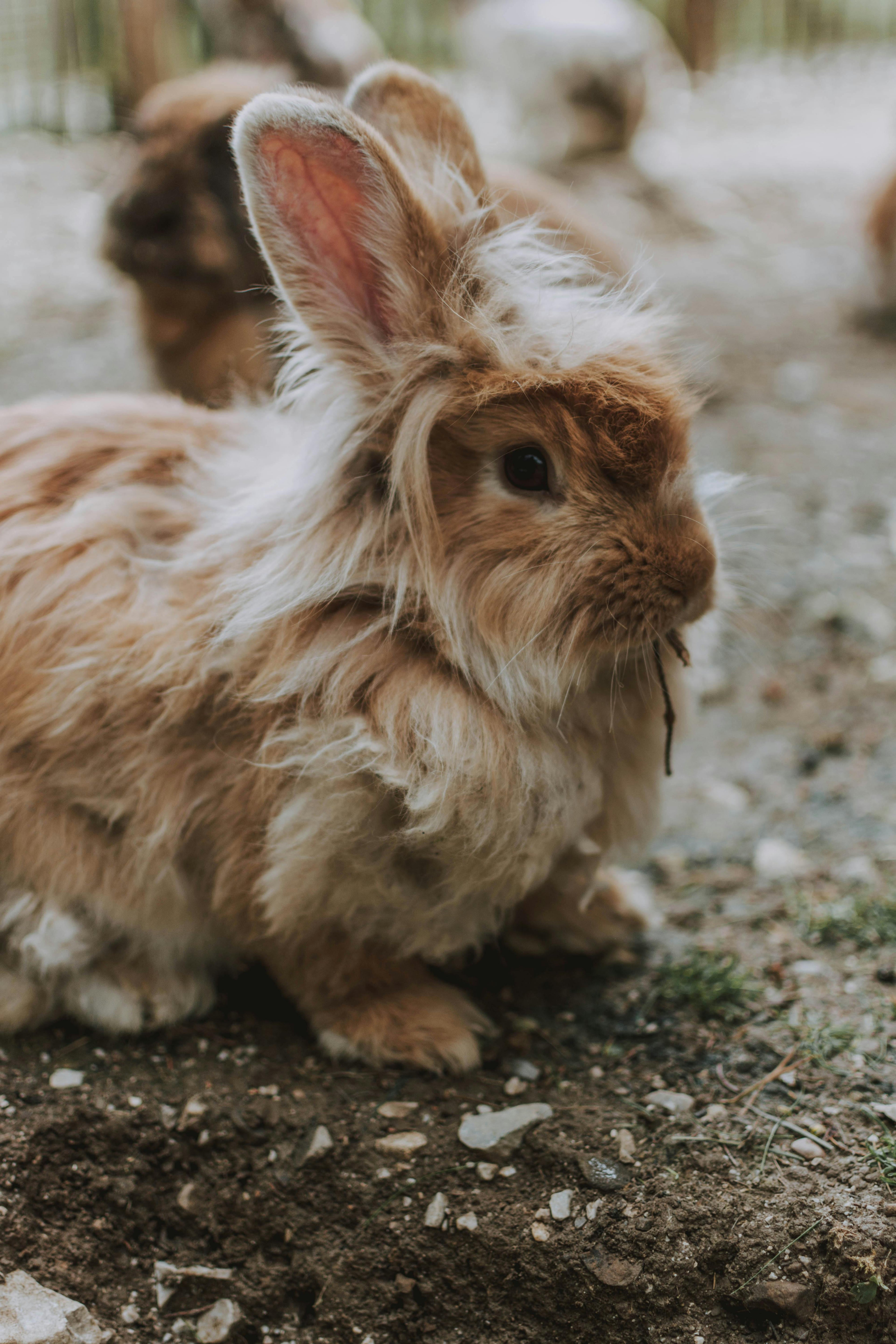 Angora
